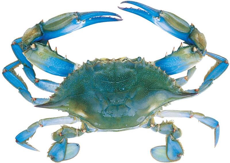 Blue Crab